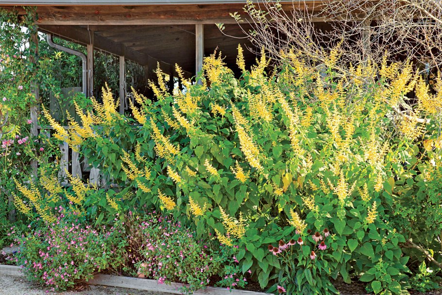 Шалфей лавандоволистный