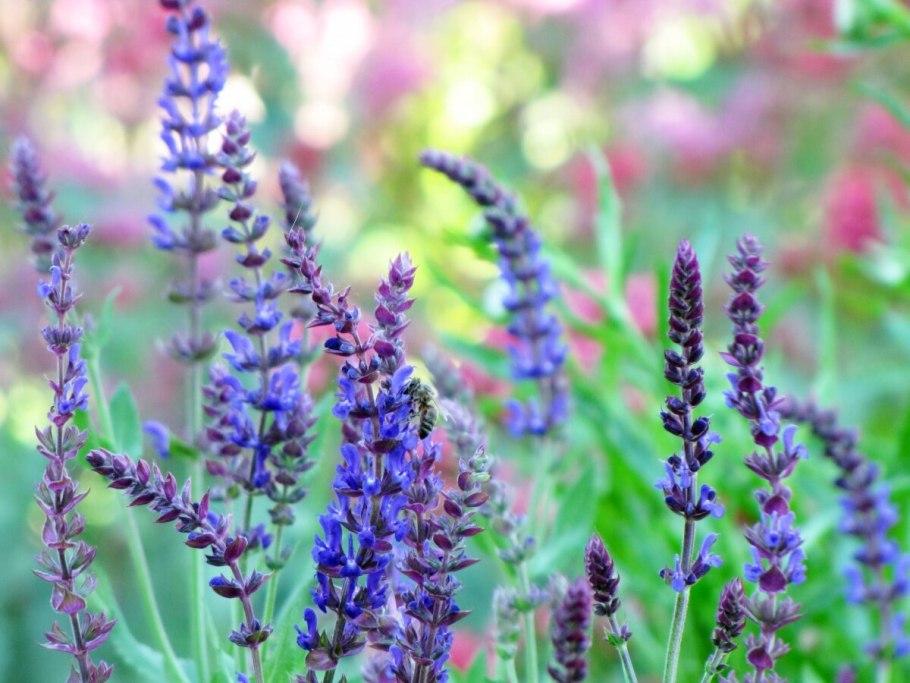 Шалфей лекарственный Кубанец