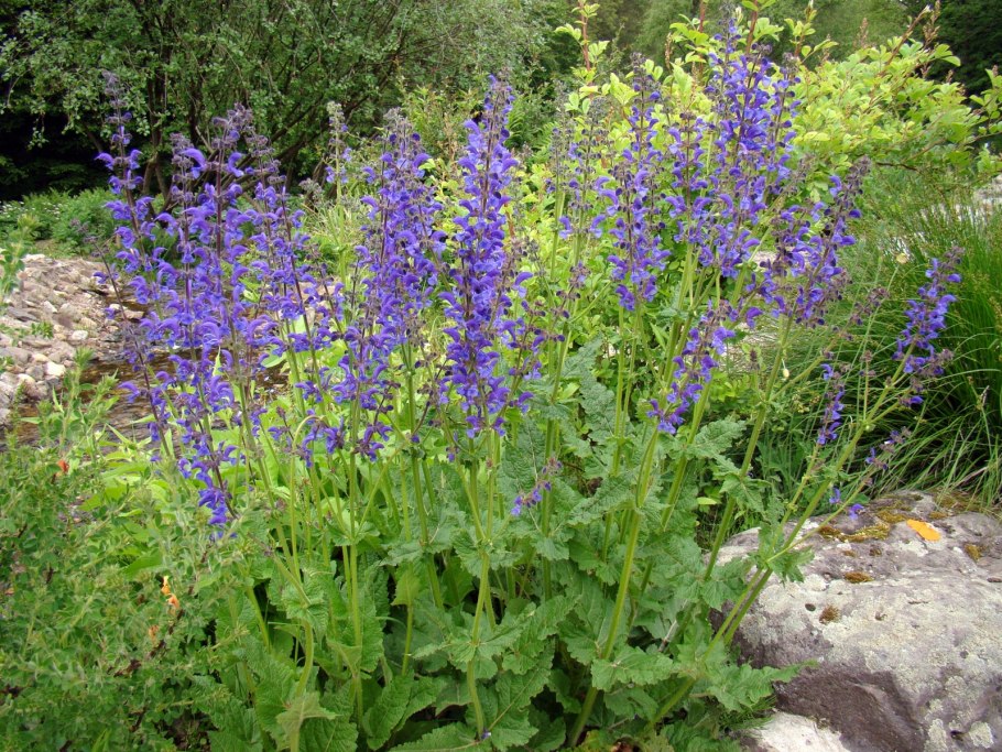 Фломис Иерусалимский шалфей Phlomis fruticosa
