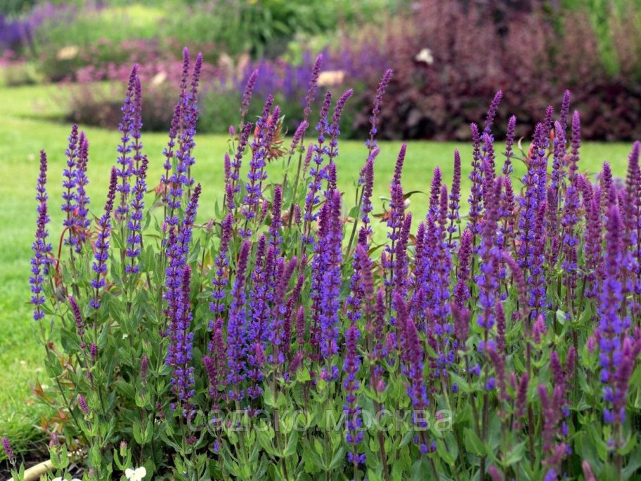 Шалфей прутьевидный Луговой