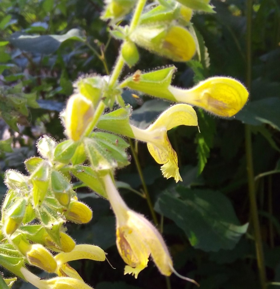 Шалфей Вариегата