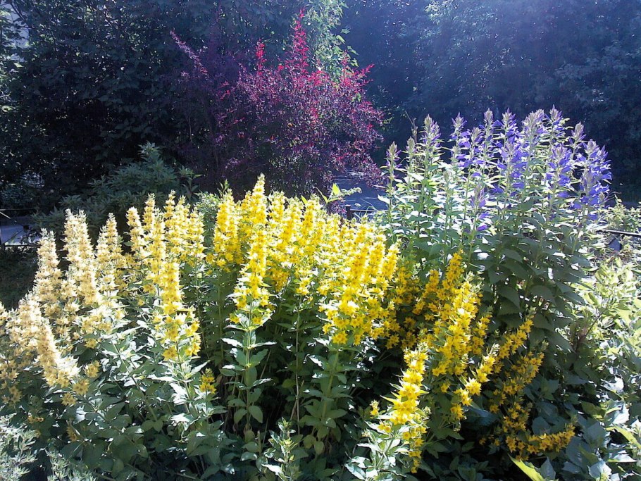 Шалфей Дубравный 'Caradonna'