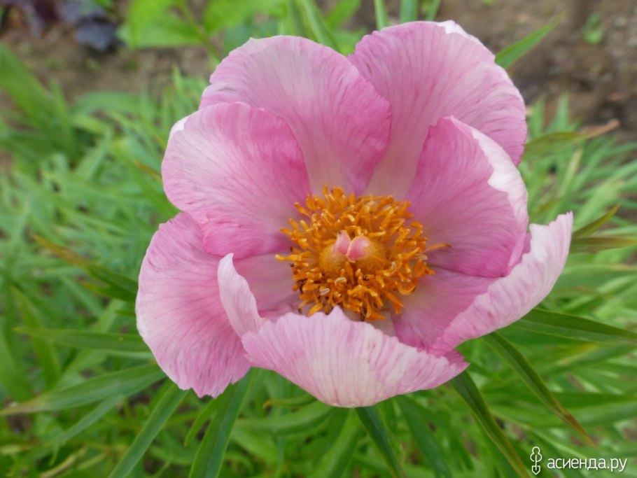 Пион tenuifolia rosea