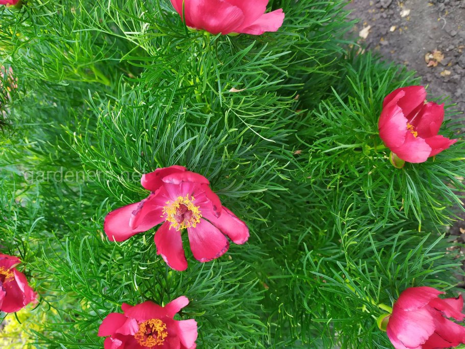 Пион тонколистный махровый