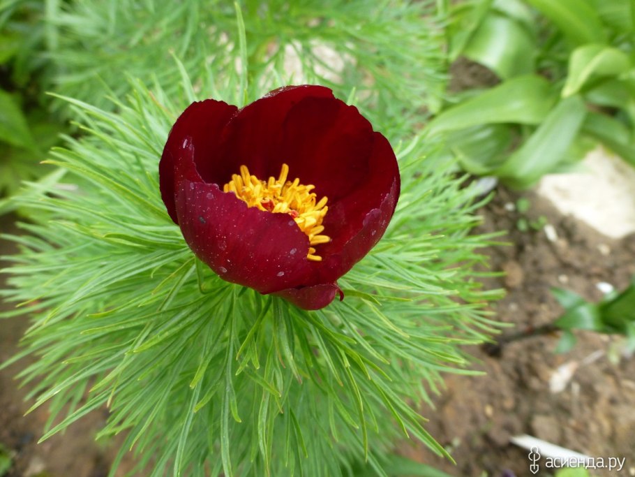 Пион tenuifolia rubra