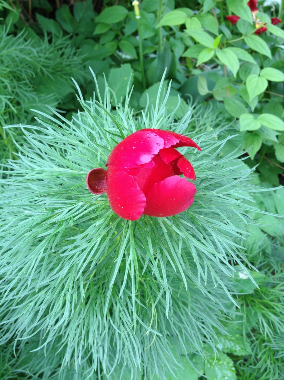 Пион тонколистный дикий