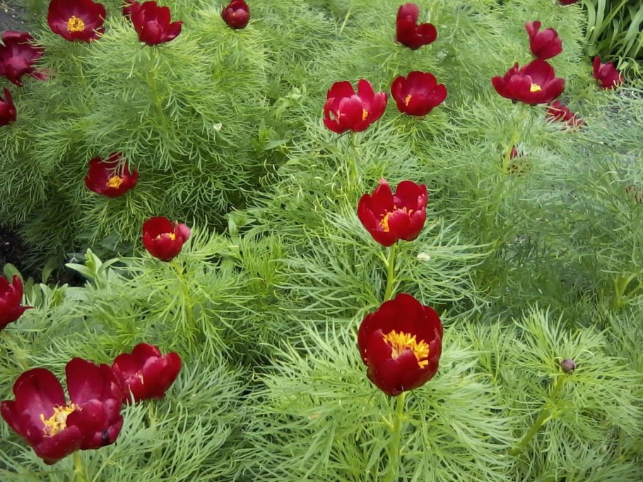 Пион кавказский Лазорик