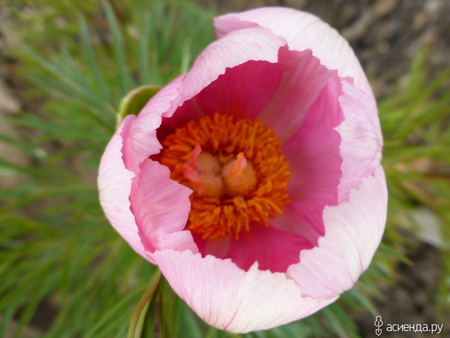 Пион тонколистный розовый махровый