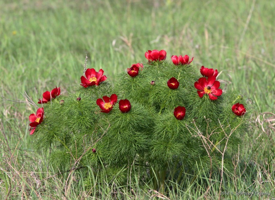 Пион тонколистный махровый