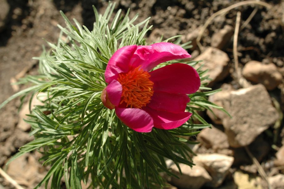 Пион тонколистный Воронец