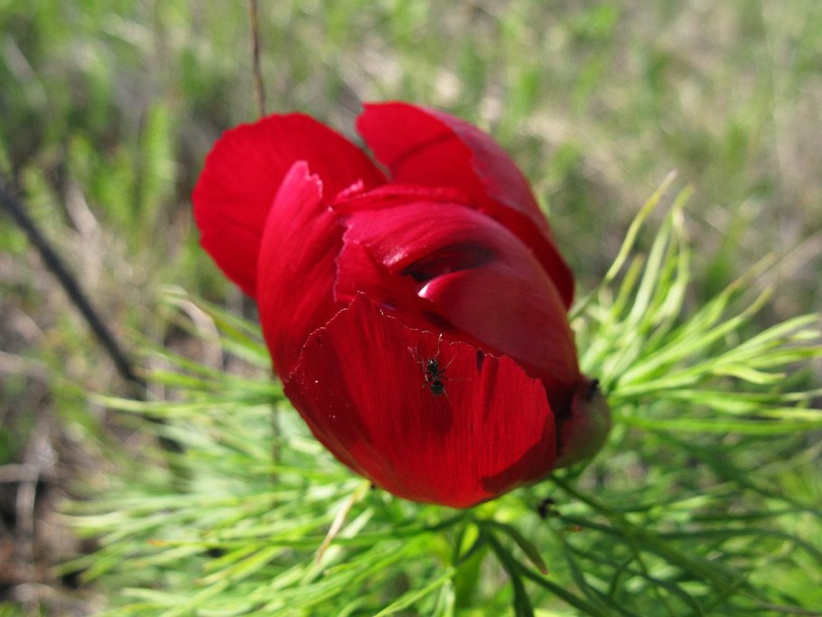 Ростки пиона тонколистного