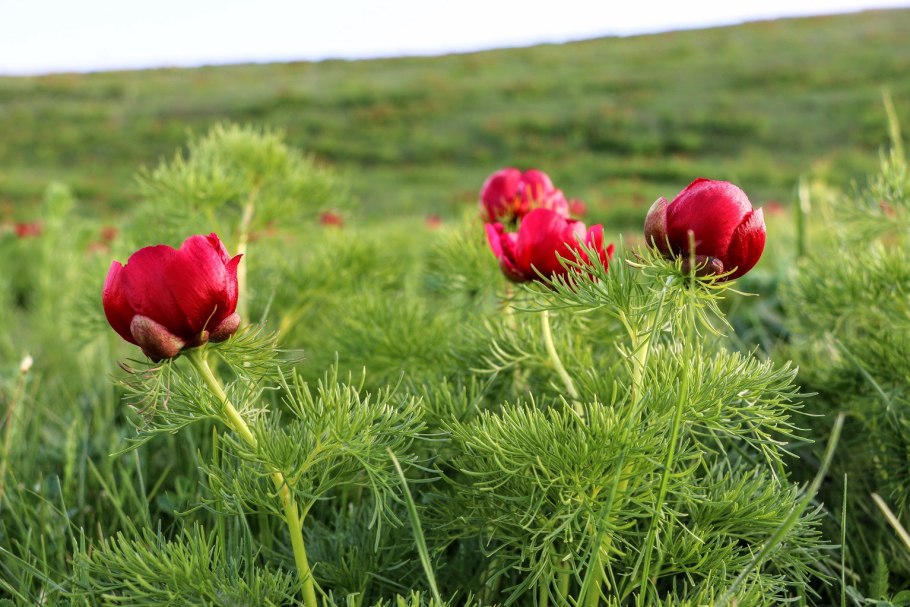 Пион толстолистный махровый