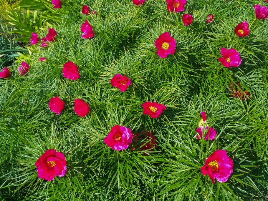 Пион тонколистный Paeonia tenuifolia