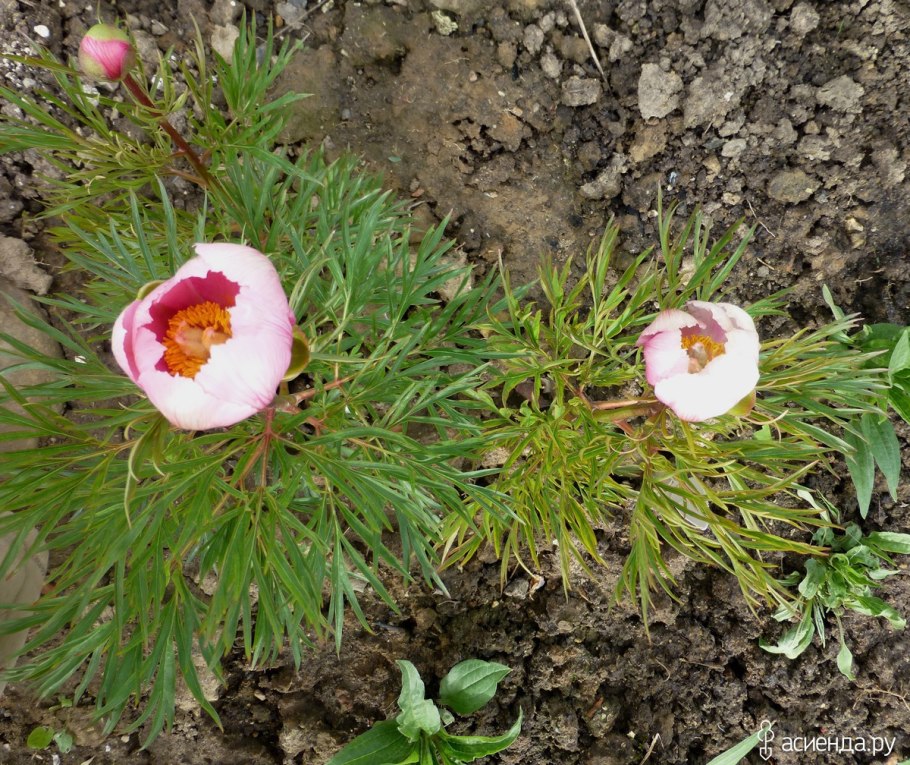 Пион тонколистный белый