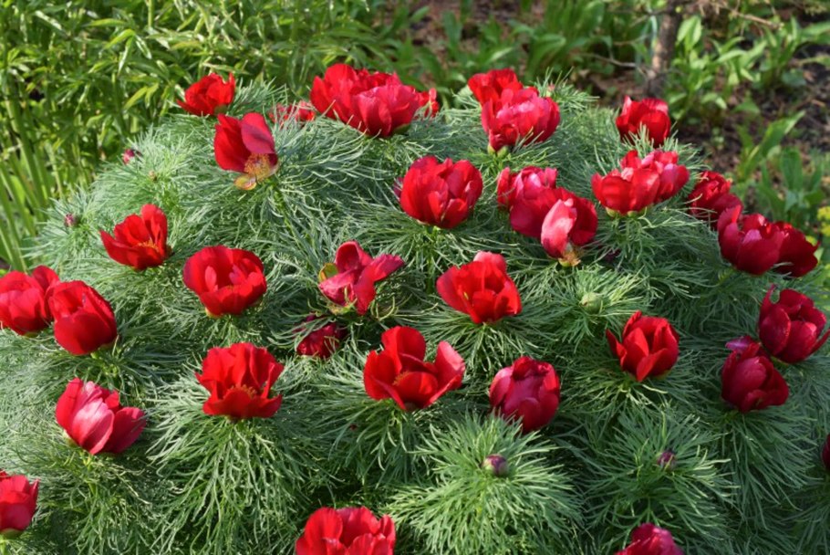 Пион тонколистный Paeonia tenuifolia
