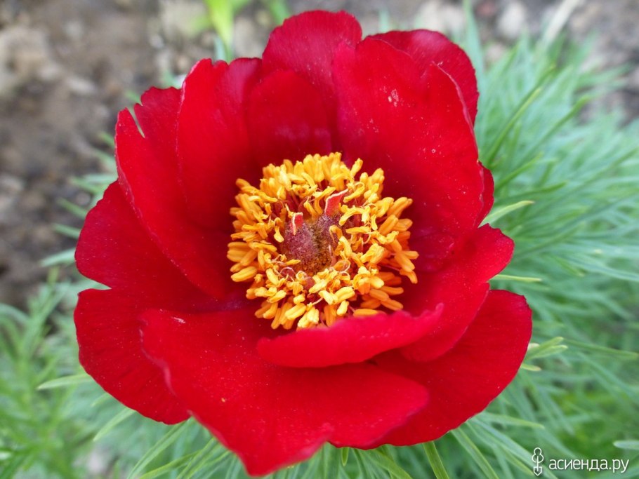 Пион тонколистный Степной