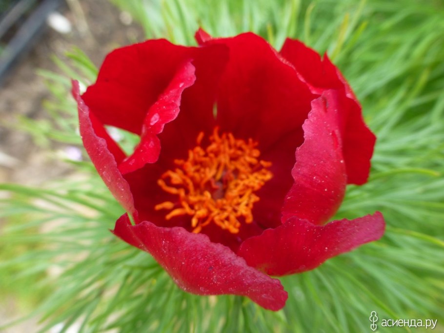 Пион тонколистный Воронец