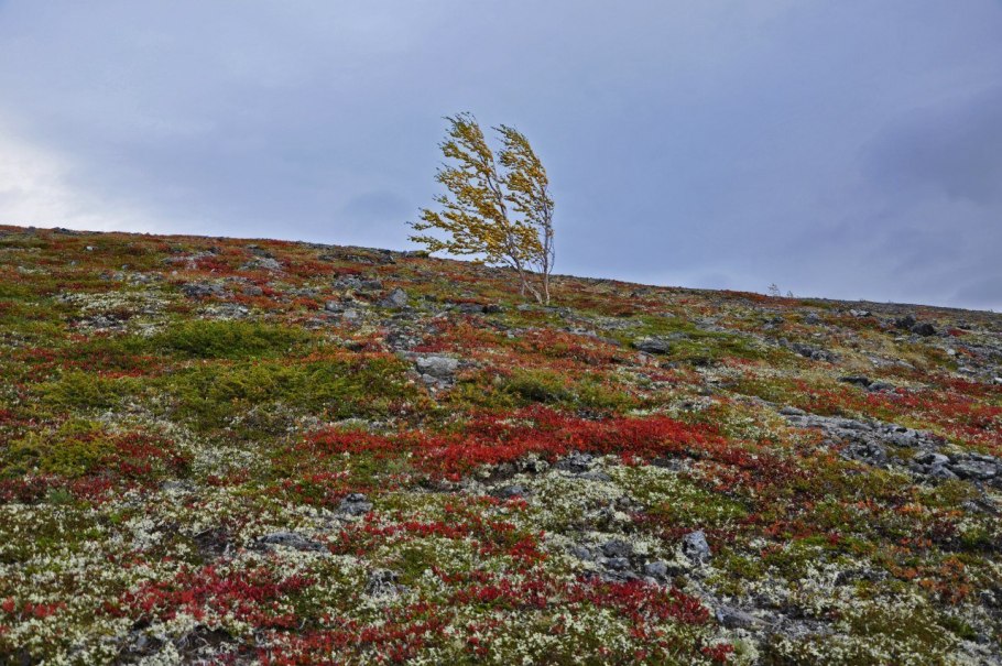 Карликовая береза Нана осенью
