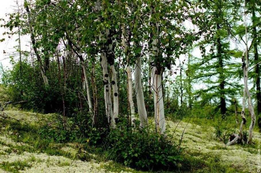 Полярная береза