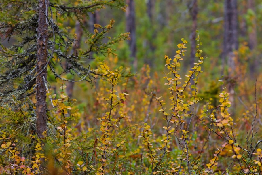 Береза карликовая Betula Nana