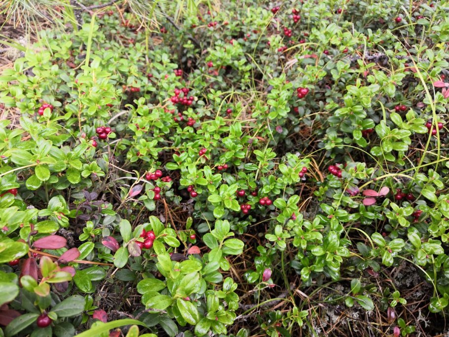 Карликовая Березка Ерник