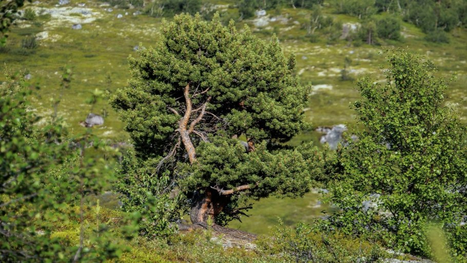 Карликовые сосны в тундре