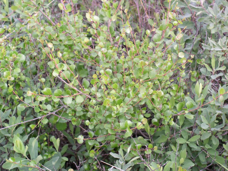 Заполярье Кольский полуостров