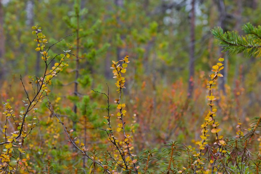 Береза карликовая зеленая