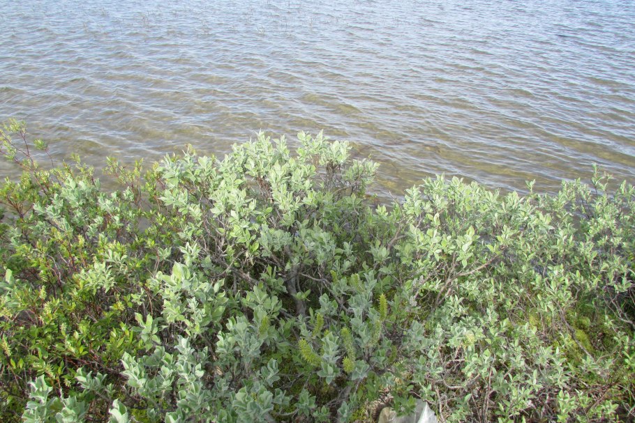 Ива лапландская salix lapponum
