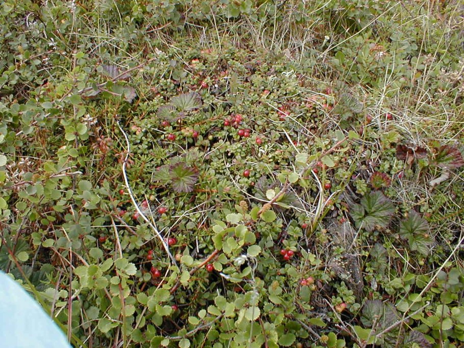 Береза карликовая стланик