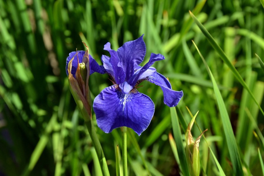 Ирис голландский Уайт Эксельсиор