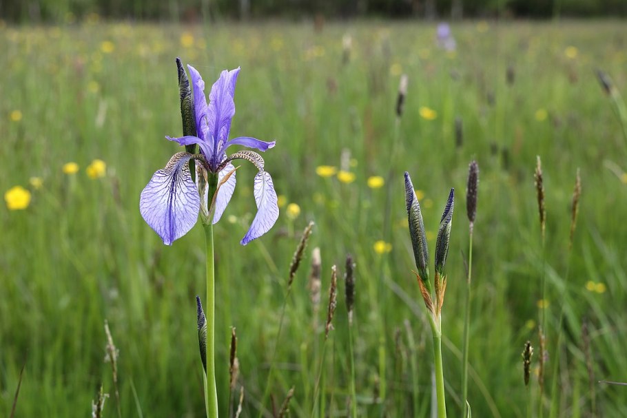 Ирис Сибирский версиколор