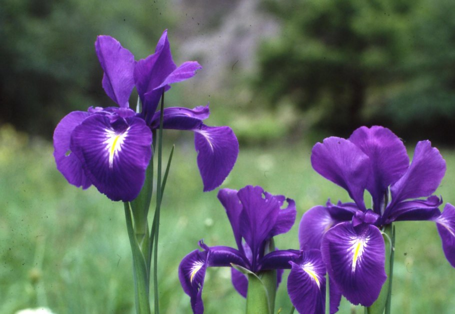 Ирис Сибирский Cape Cod boys