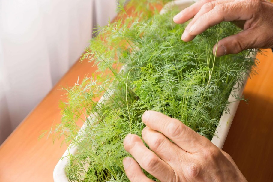 Укроп Гренадер