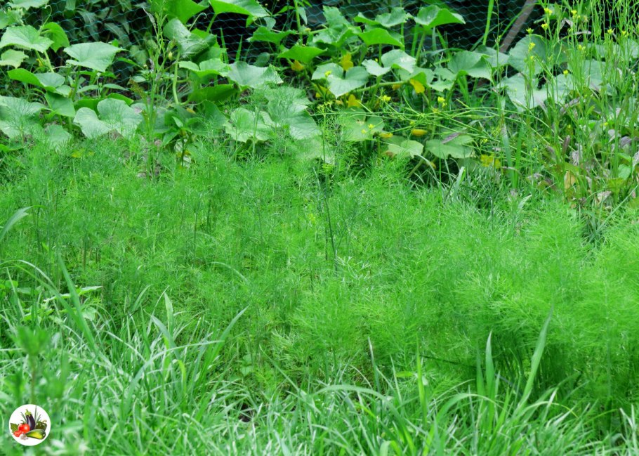 Семена укропа для теплицы