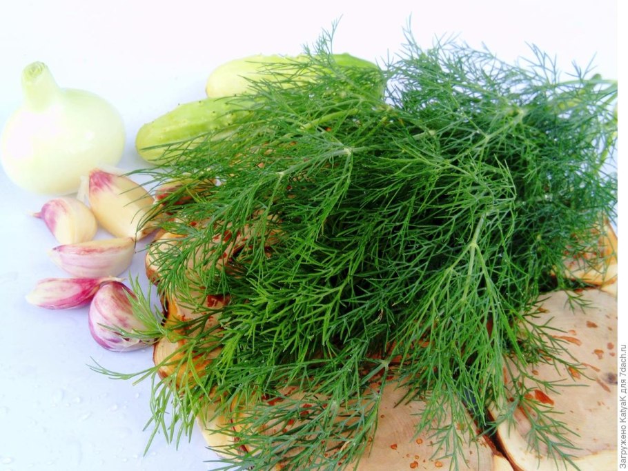 Укроп в огороде
