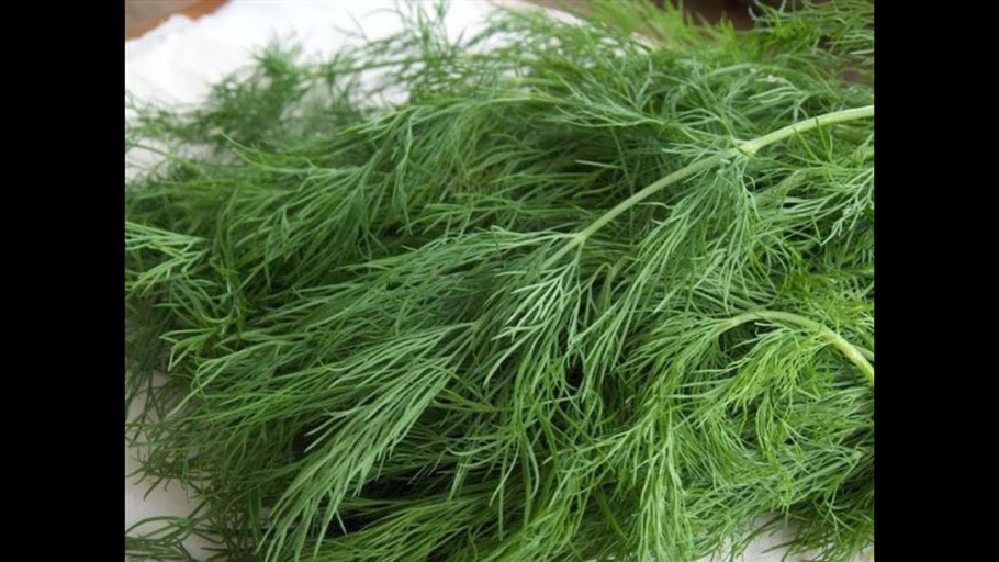 Грин растение