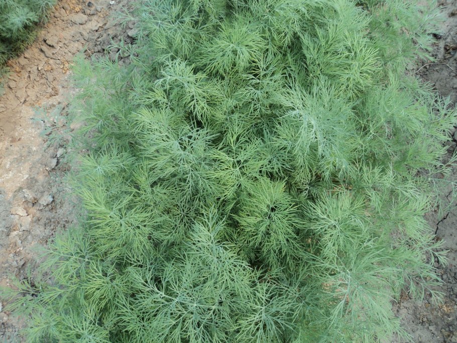 Семена укропа Аллигатор Гавриш 1f