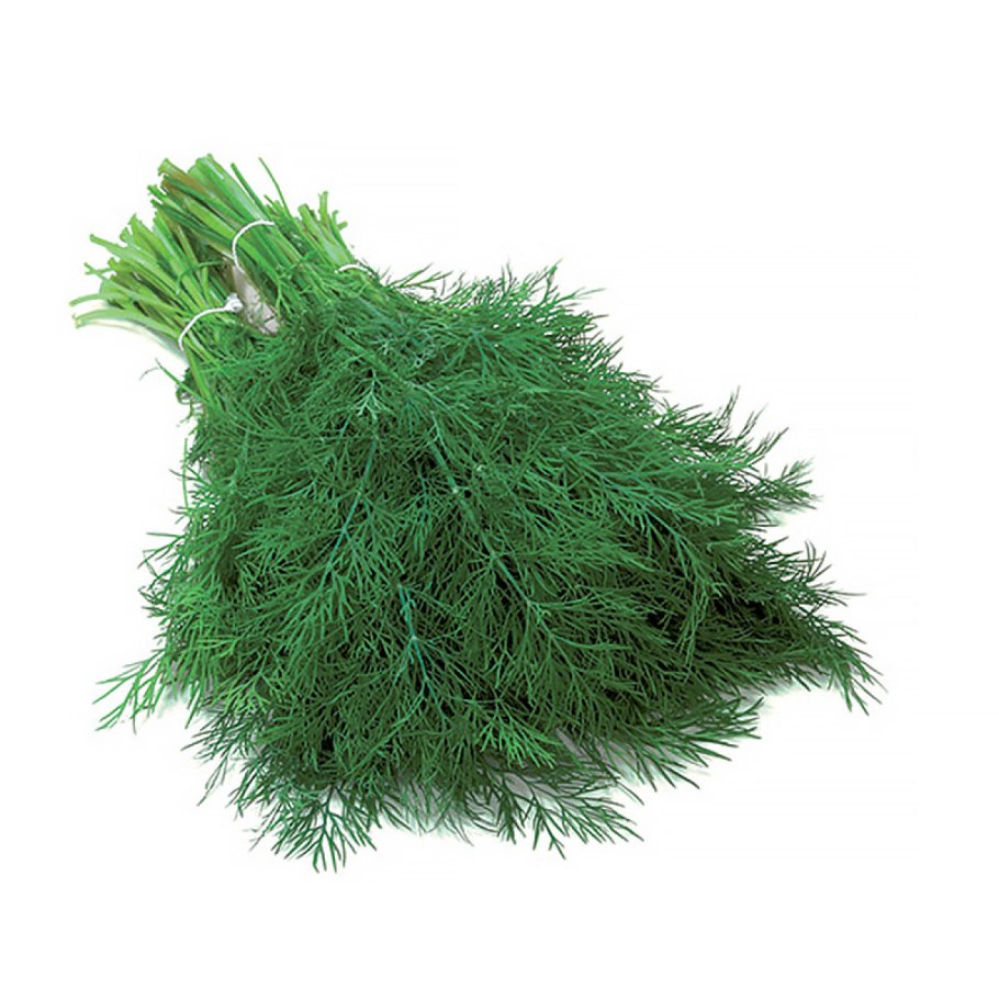 Фото укропа гера