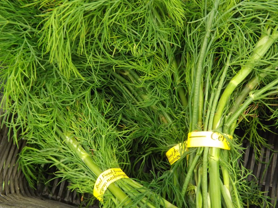 Фенхель куст