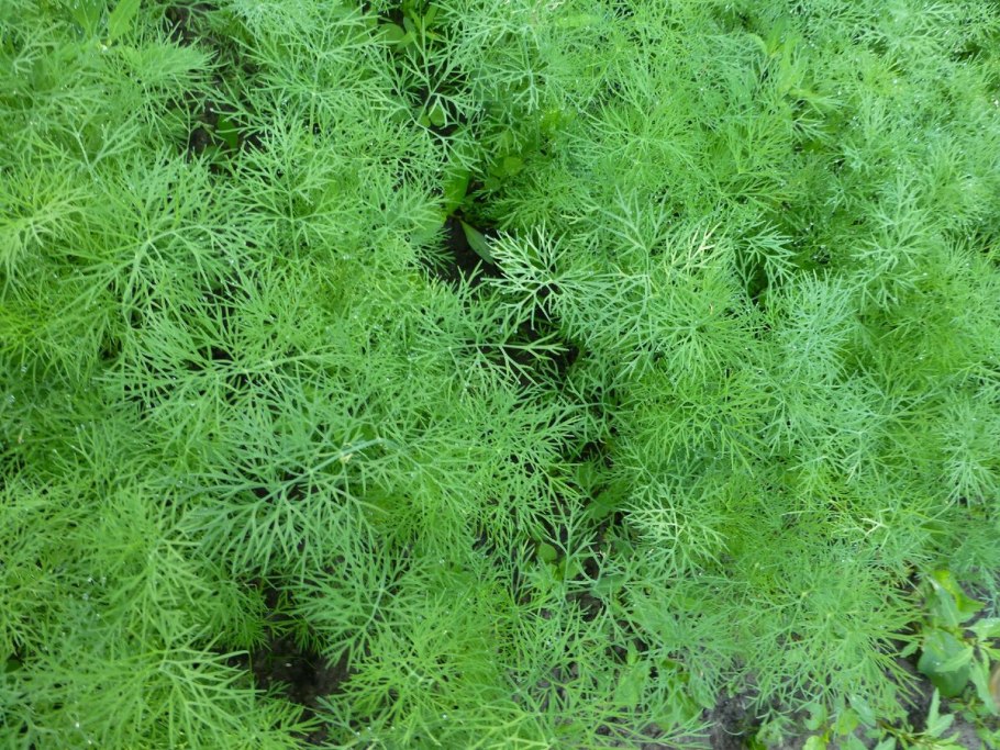 Укроп кустовой Аллигатор сорт