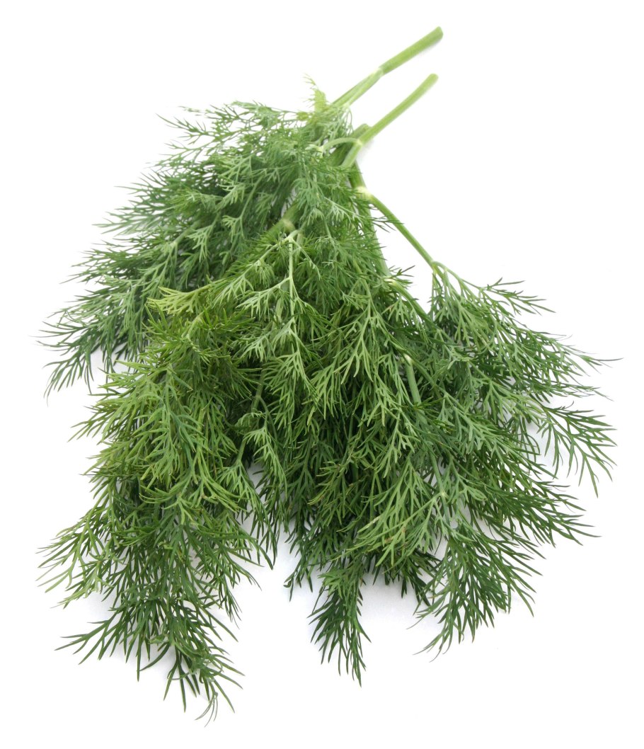 Укроп Амазон Гавриш