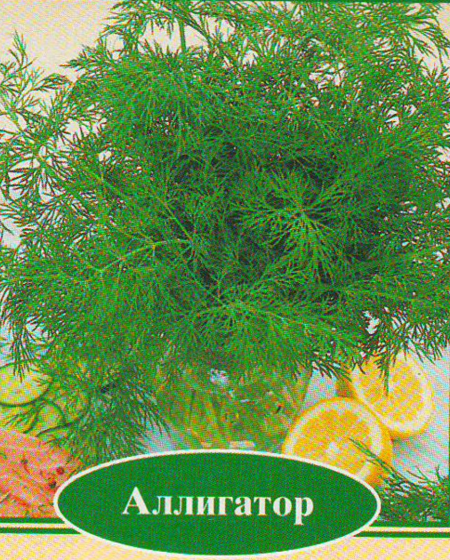 Укроп Супердукат описание сорта