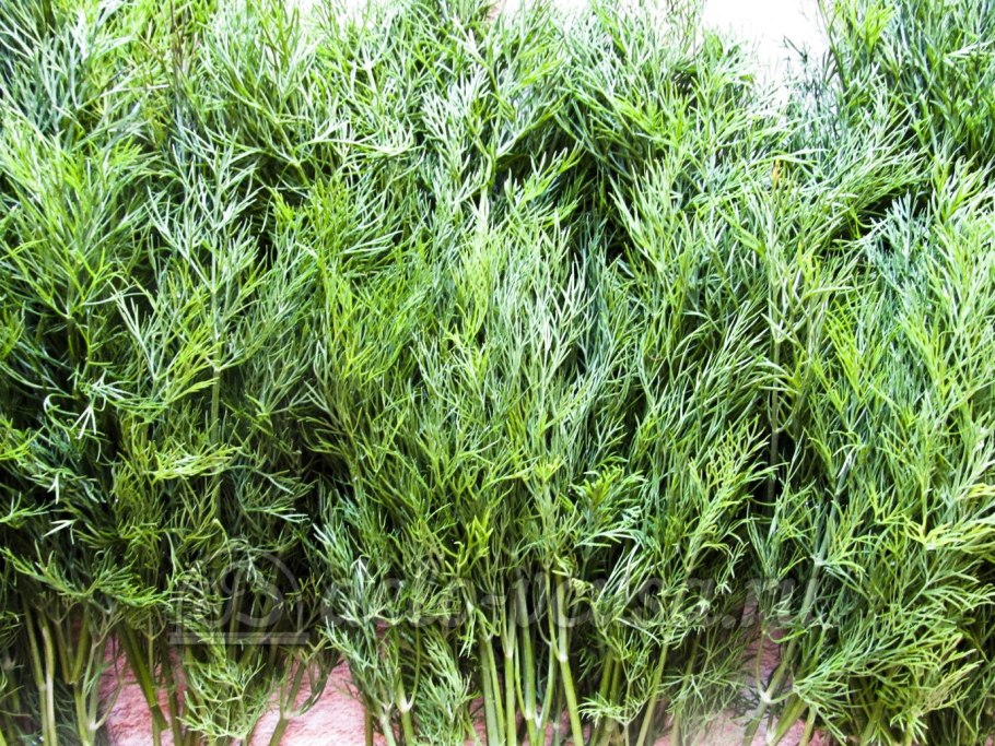 Укроп кустовой Аллигатор