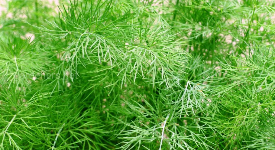 Укроп компакт