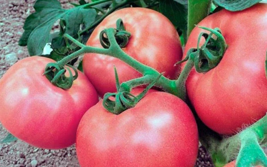 Семена томат Золотая клуша