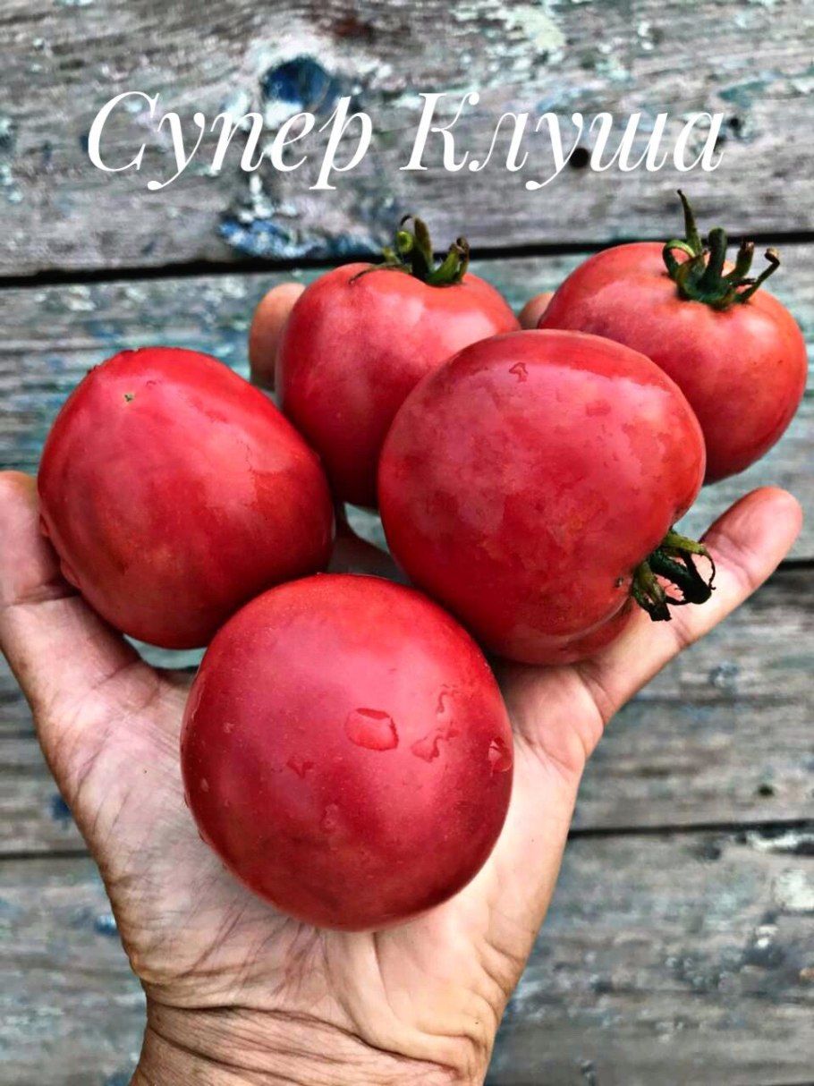 Семена томат клуша