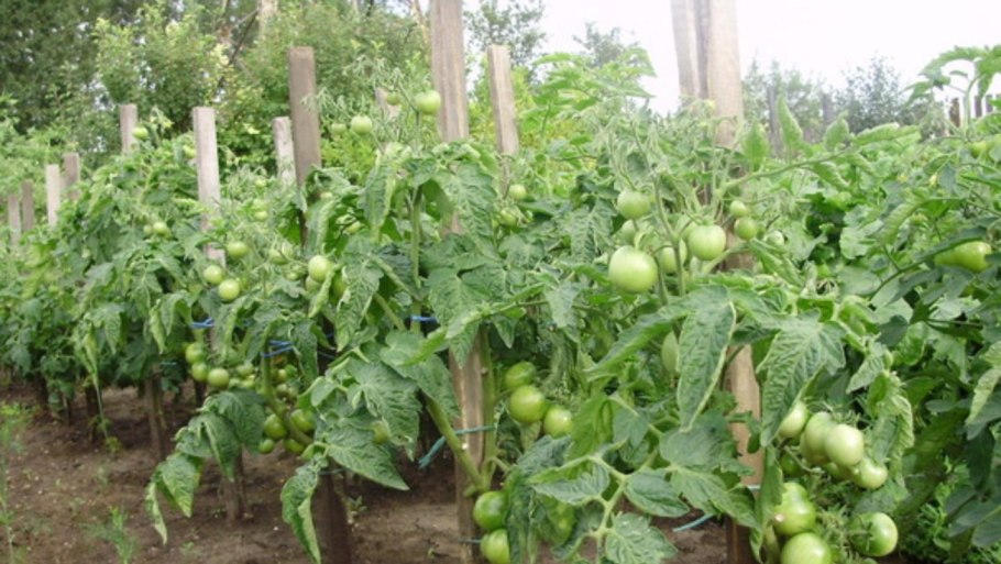 Томат старт