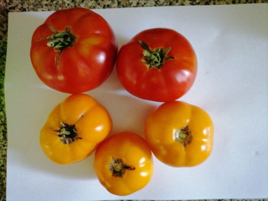 Рассада помидор клуши