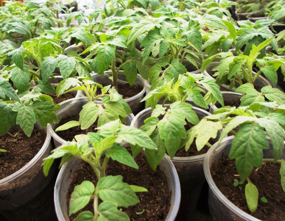 Томат клуша 20шт Сиб сад